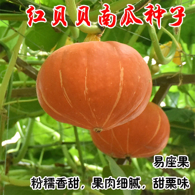 红皮贝贝南瓜种苗蔬菜籽春季菜秧苗高产日本贝贝南瓜种子奶油香芋