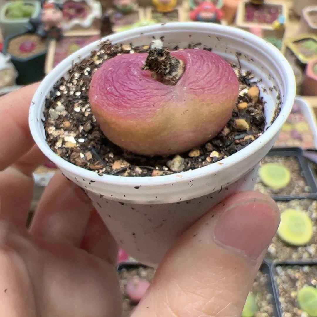 【闪购商品】58 蟠桃