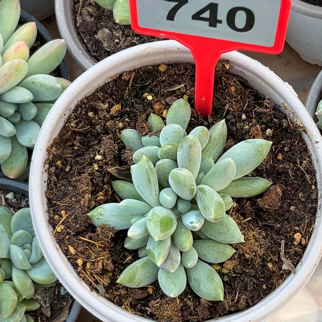 多肉植物胖体哥特群740