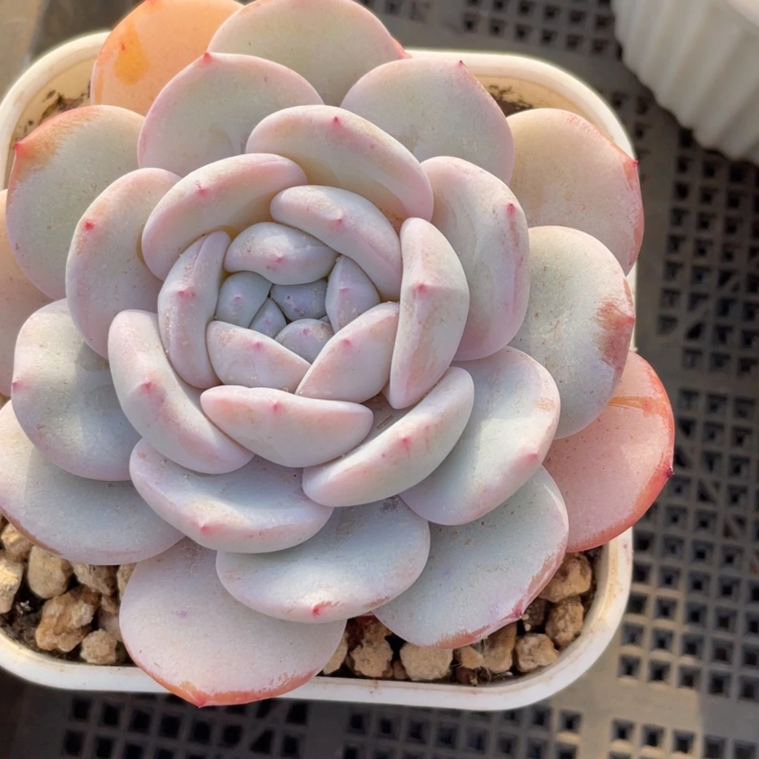 声*姐姐说她真的有很多