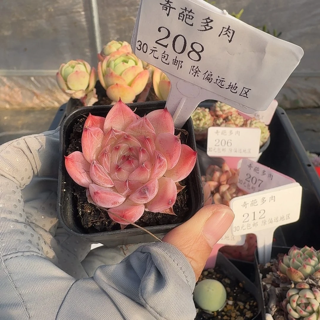 208 脱土 一物一拍 不包整