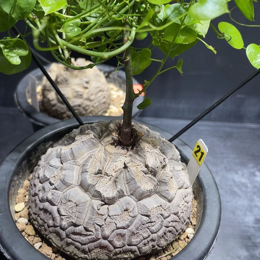 21号龟甲龙10.7公分不退换