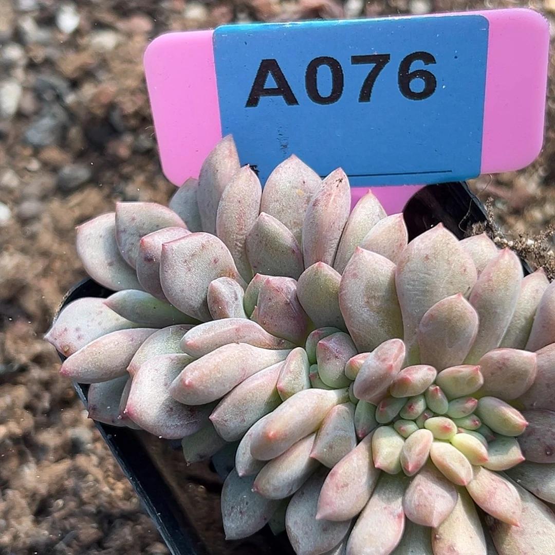 Z***)多肉植物一物一拍