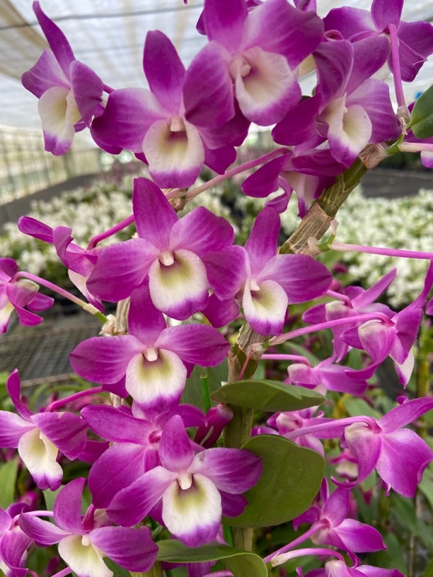 春石斛（红宝石）带花苞发货