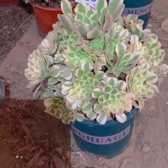 566多肉植物绿豆沙