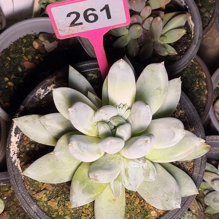 多肉植物伊丽莎白261