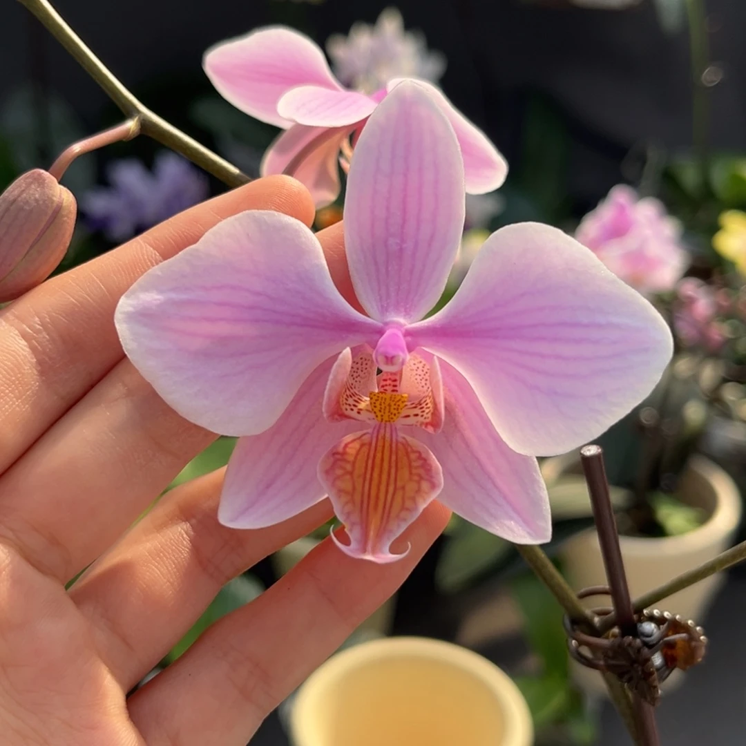 完全开放3寸黄唇英特交西开花株