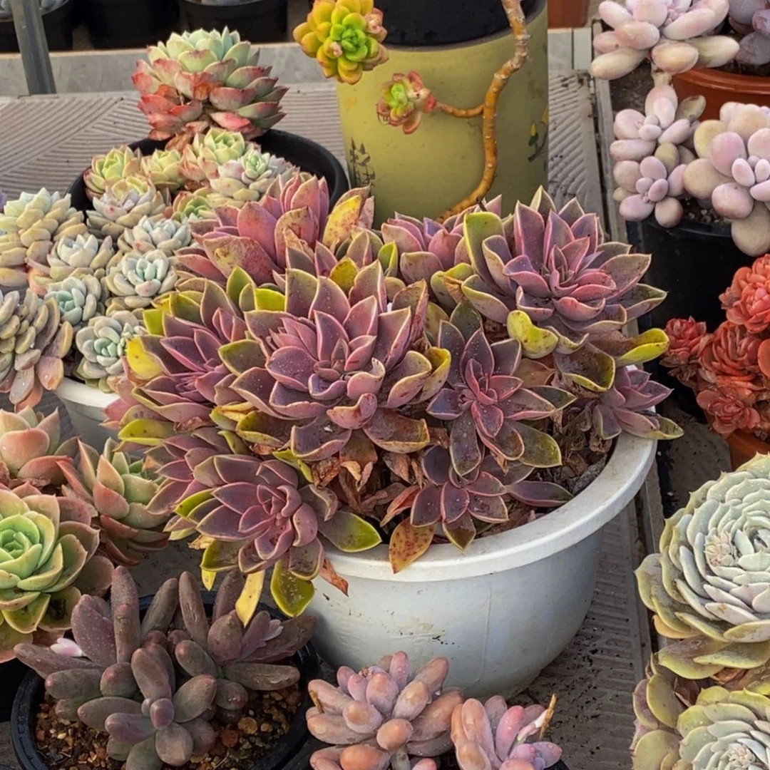 小*58包邮一物一拍多肉植物