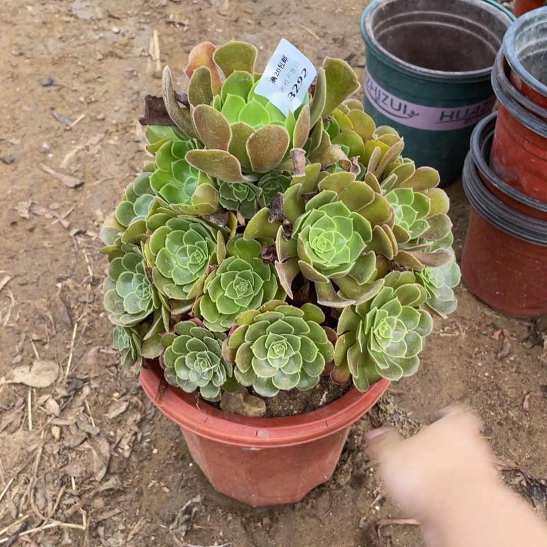 3292荷兰法师多肉断枝不包