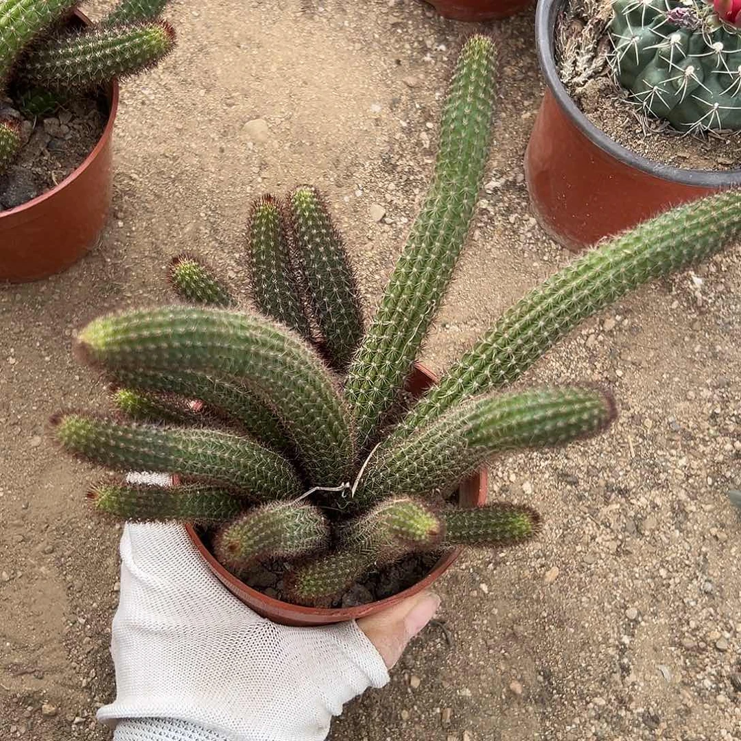 DVD哦呃呃呃呃呃呃呃呃