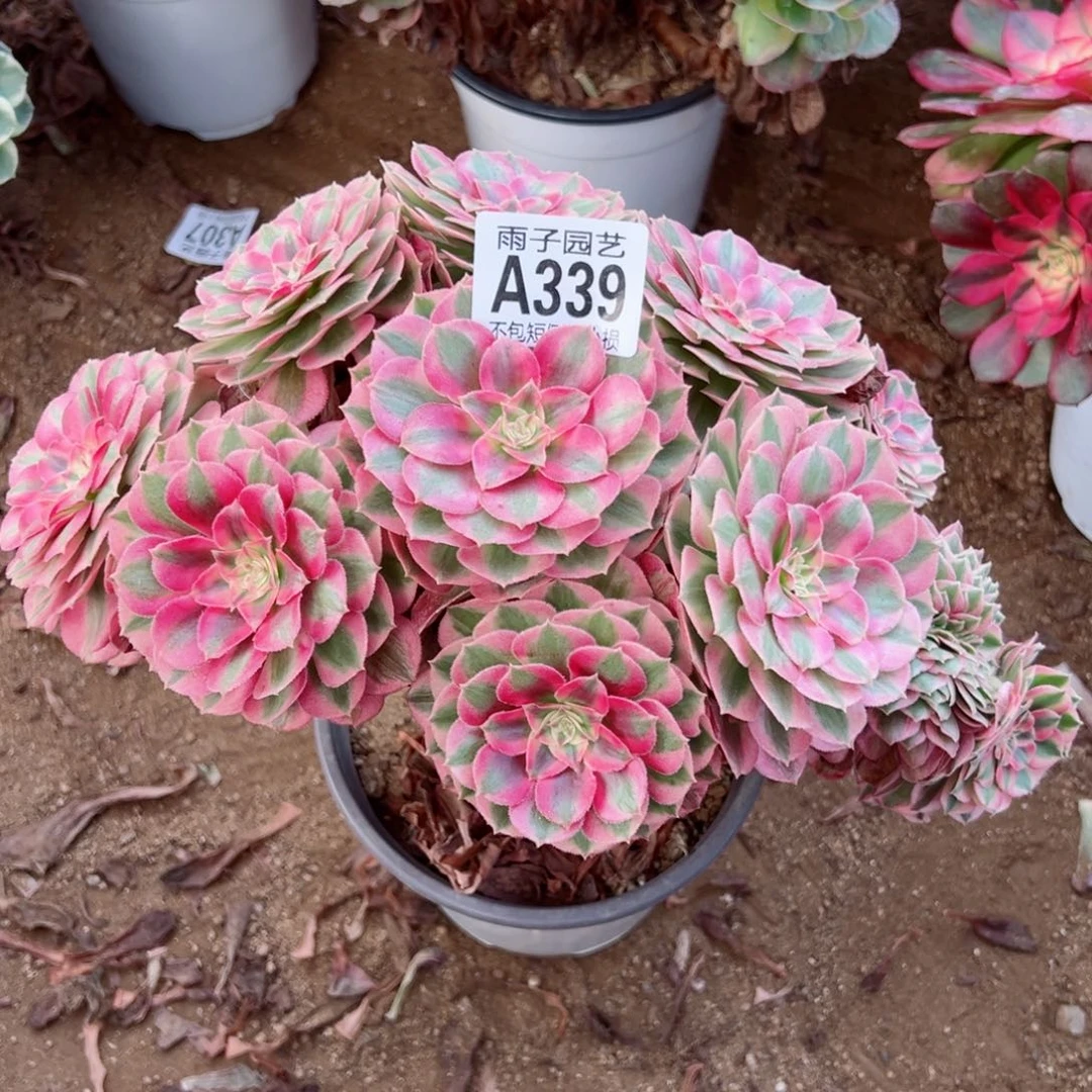 369倾城缀化尺寸28左右