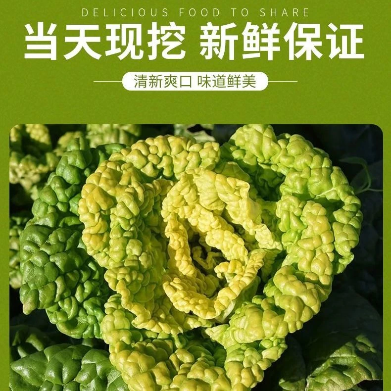 新鲜现发霜打雪埋黄心乌塌菜菊花菜当季时令蔬菜软糯香甜老少皆宜