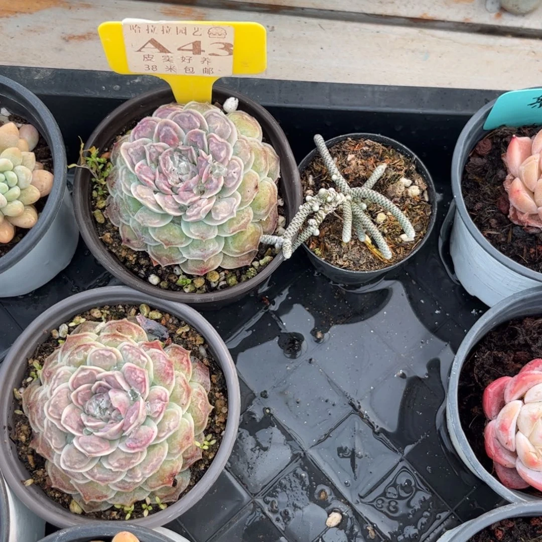 么**?多肉植物111111