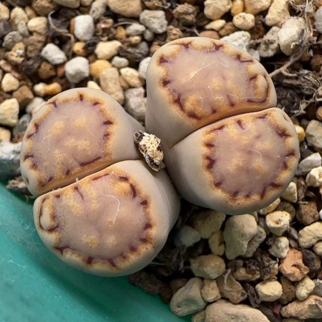 5.31。217饼干。9108