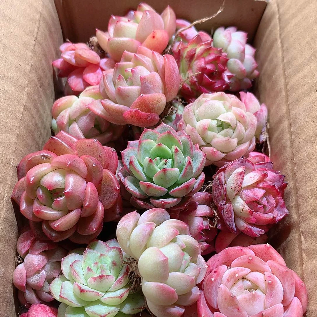 18-量拍脱土20-30颗。