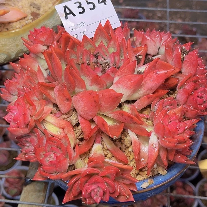 明***354呃呃呃呃呃哦哦哦哦