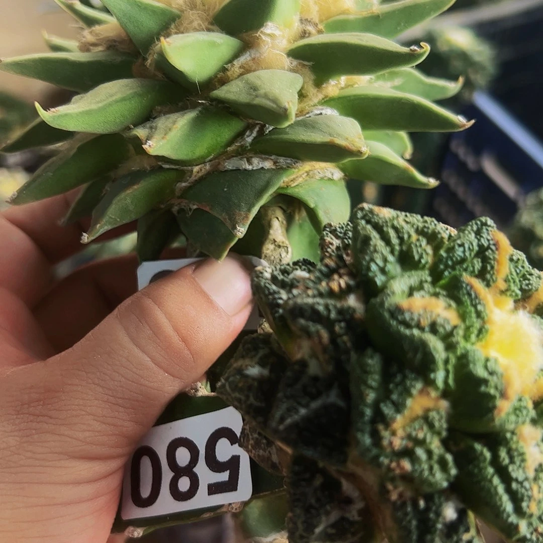f***U无花朵两颗牡丹龙芽有伤疤580641