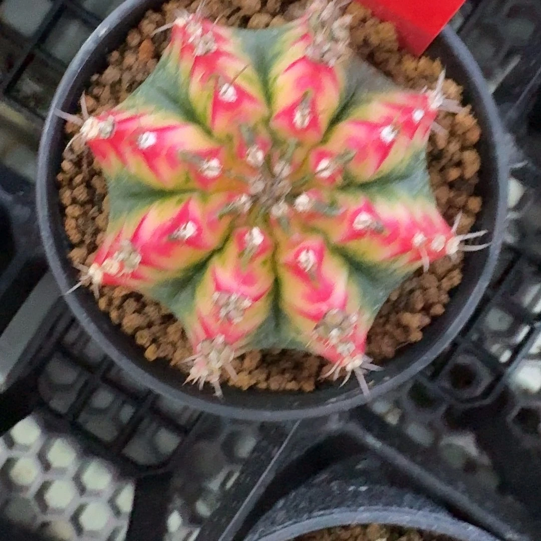 L545-1130广东发货仙人球