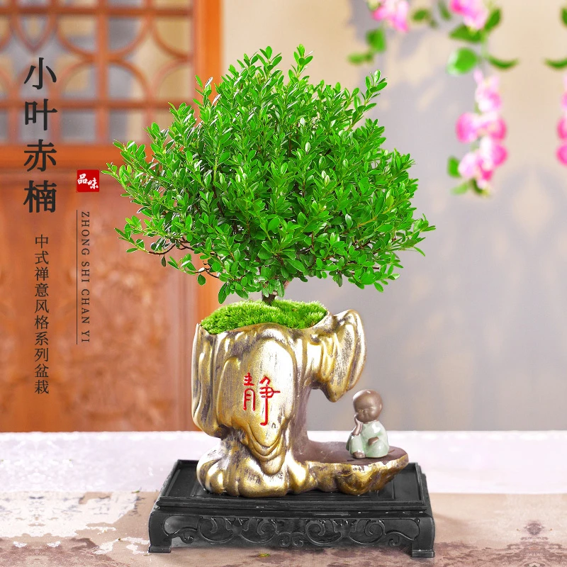 金丝楠盆栽净化空气观叶小叶赤楠盆栽绿植桌面观景
