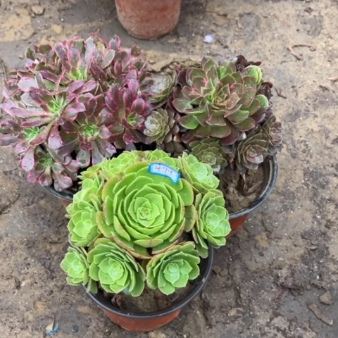 499多肉植物组合，