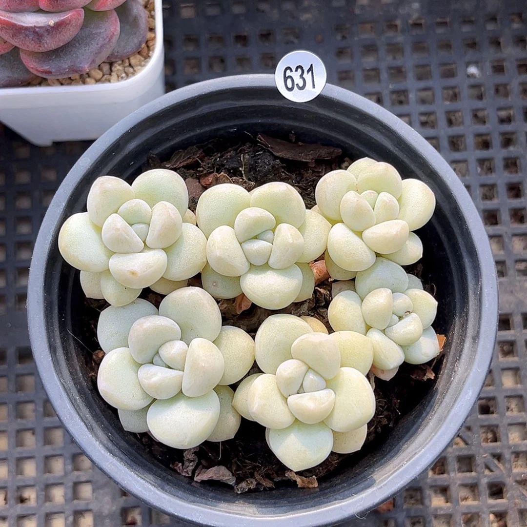 631  泡泡糖多肉