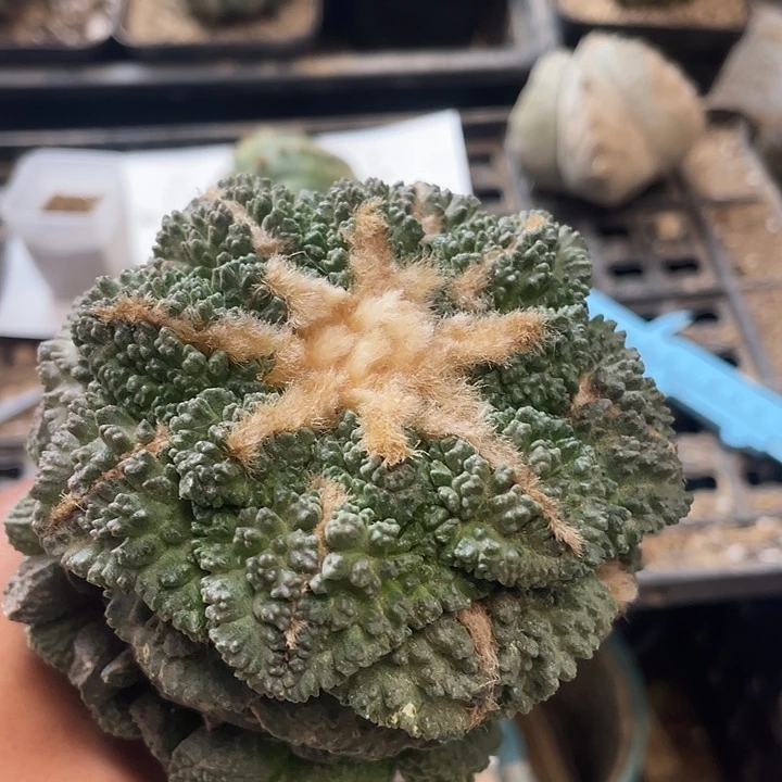 仙人球牡丹522号球星
