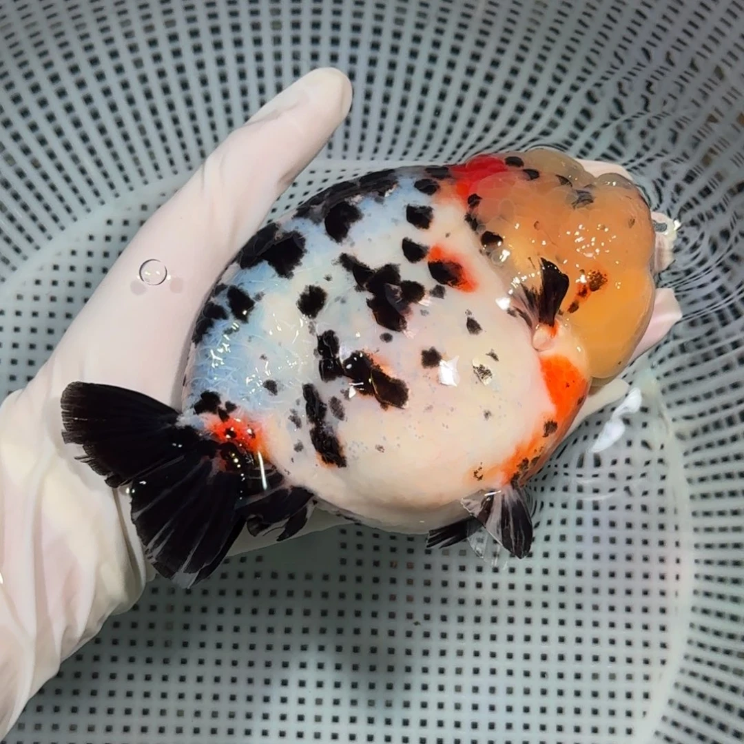 海水鱼精品高货兰寿