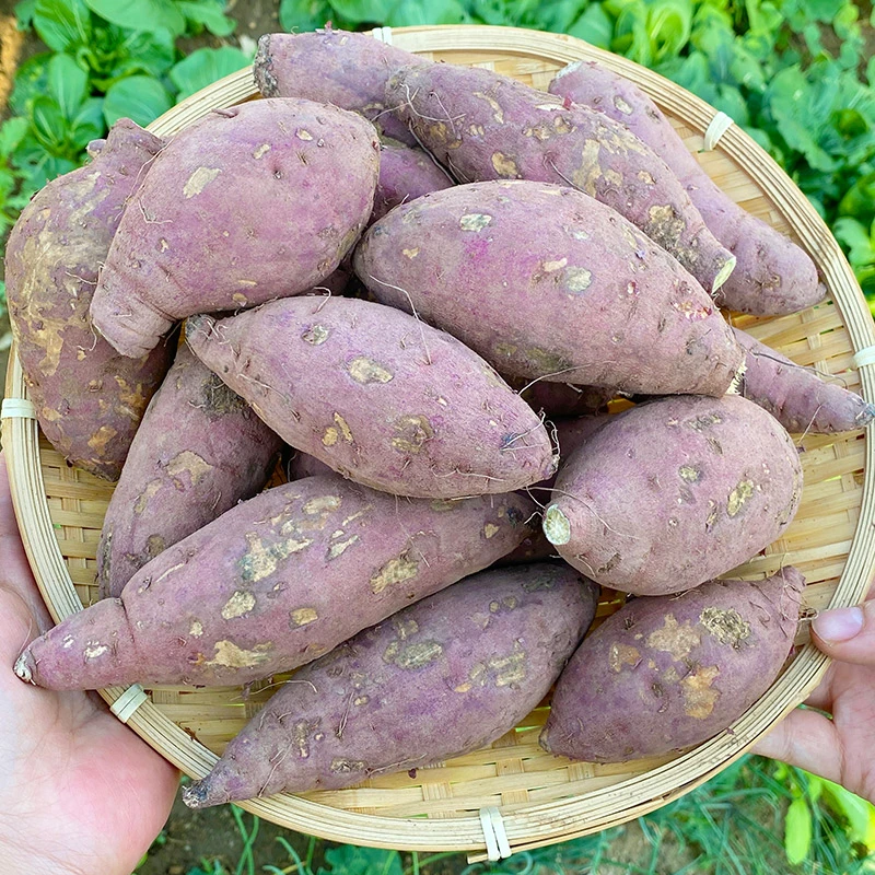 【榴莲蜜薯】2025现挖新鲜现发香糯软甜云南高山蜜薯小孩辅食红薯