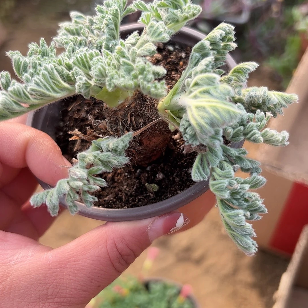 多肉植物雨衣洋葵