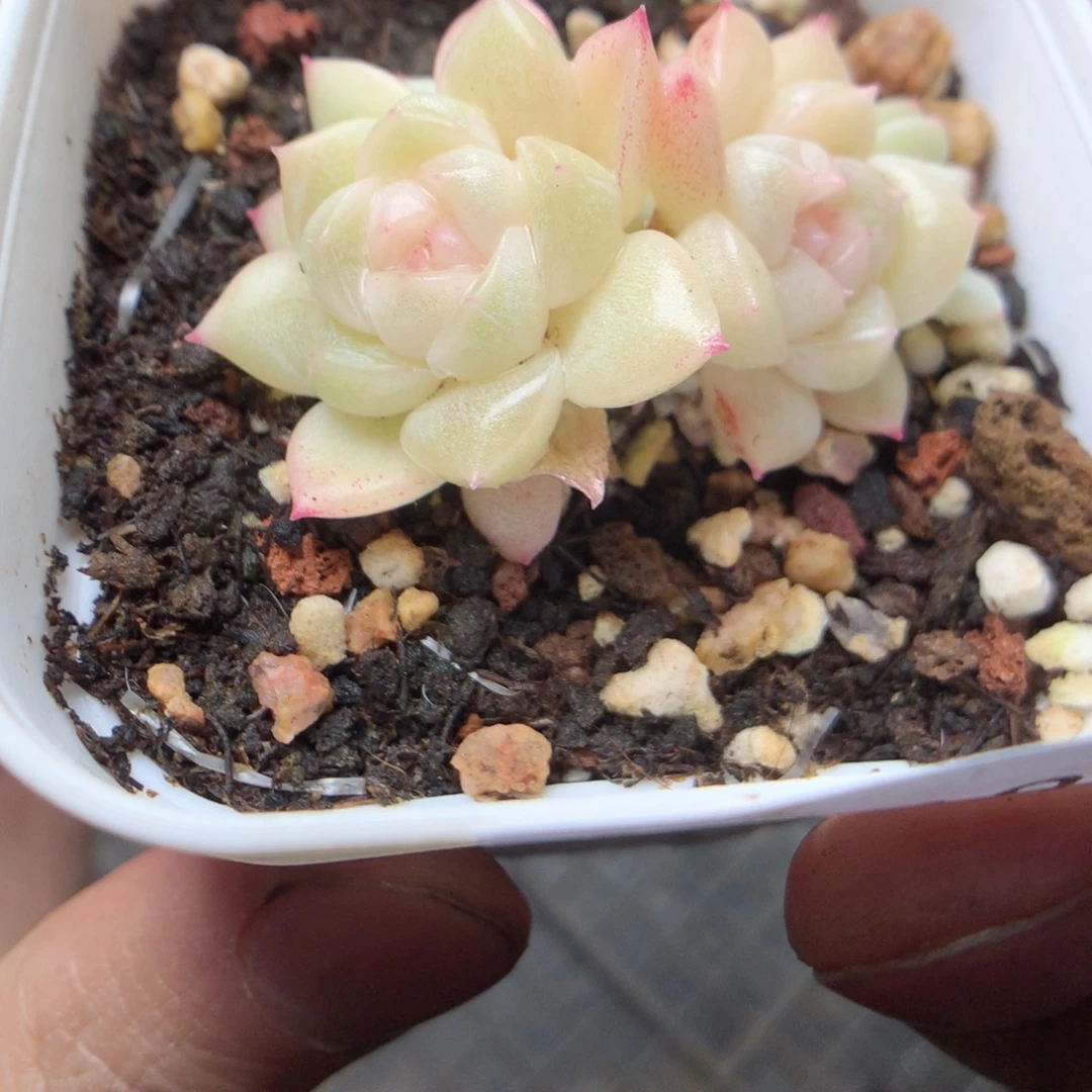 无花朵D118。财富密码yyyyy
