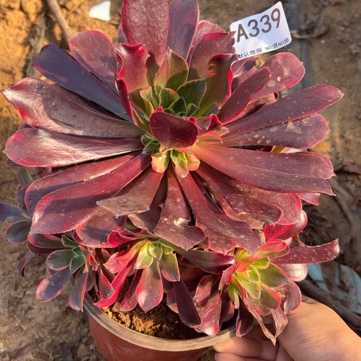 金丝却多肉植物339.