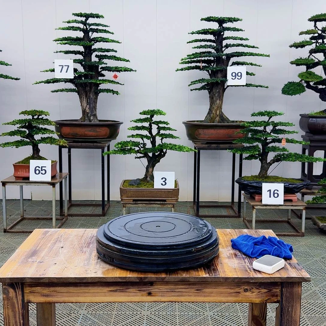 盆景松树造型盆景