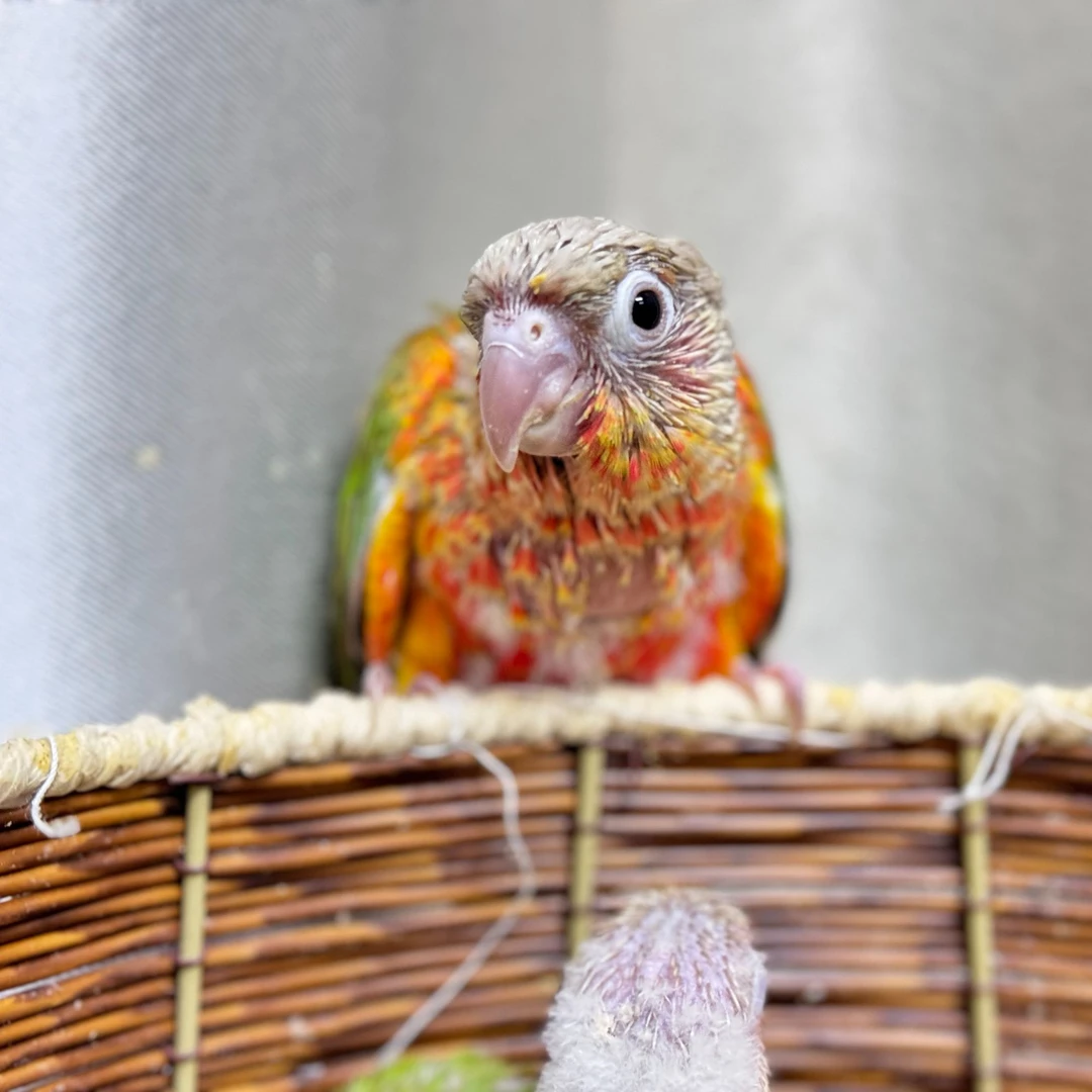 鹦鹉活体手养亲人【一物一拍】