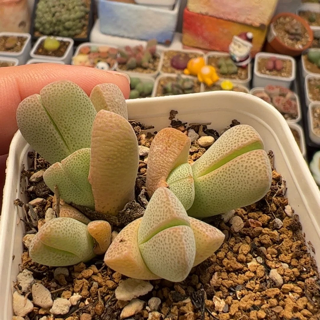 026多肉植物组合