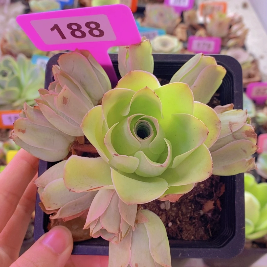 山地玫瑰一物一拍188