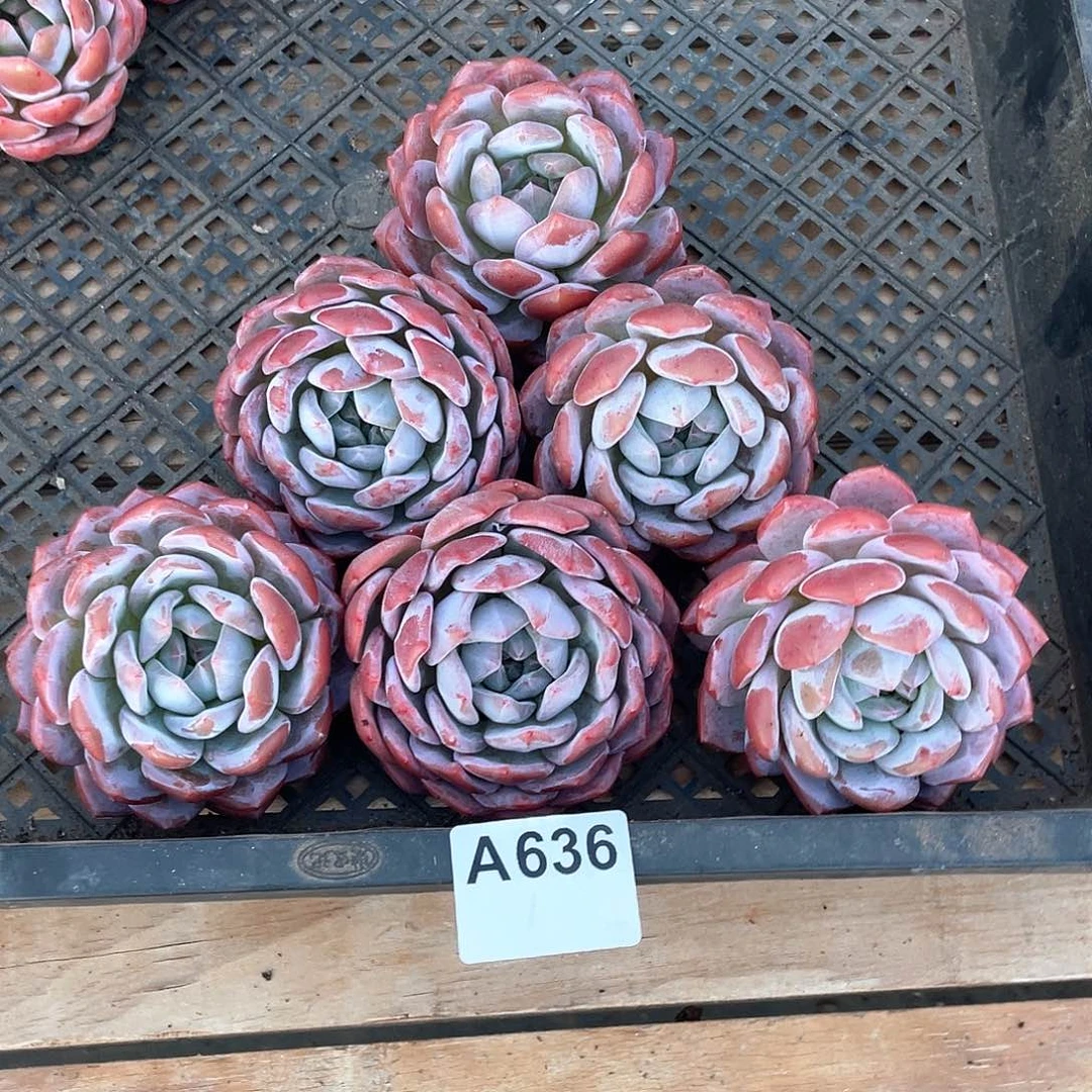 636多肉植物多肉植物