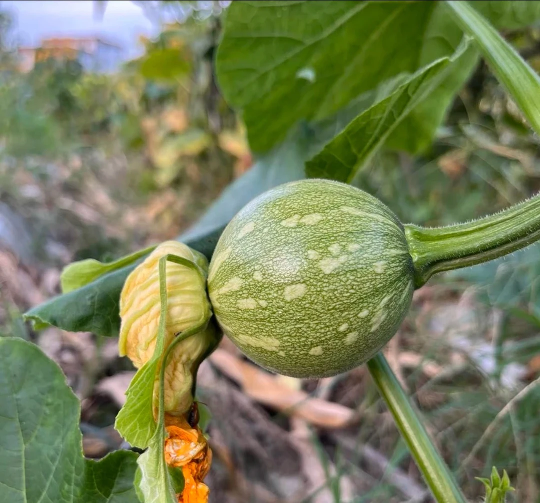 贵州小小瓜(梦瓜)新鲜嫩南瓜当季现摘农家蔬菜