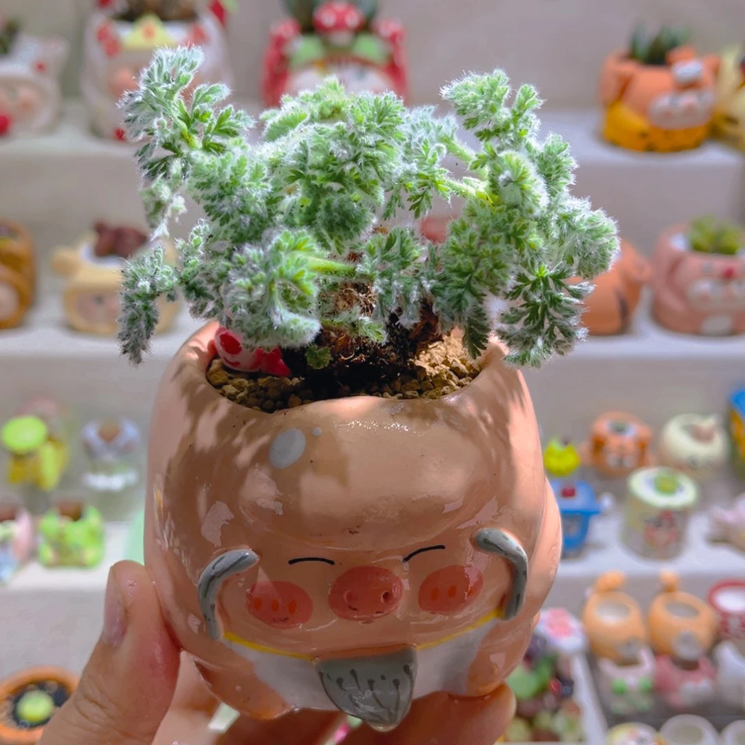 026羽叶洋葵带盆土一套68