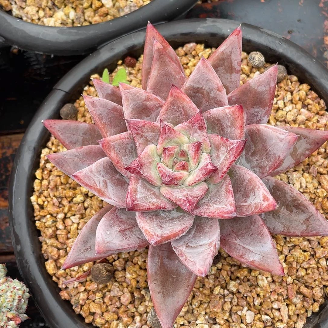 多肉植物一物一拍