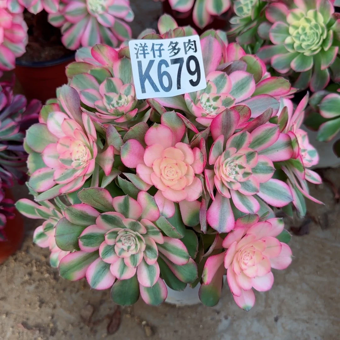 679荔枝法师园艺官服25左右