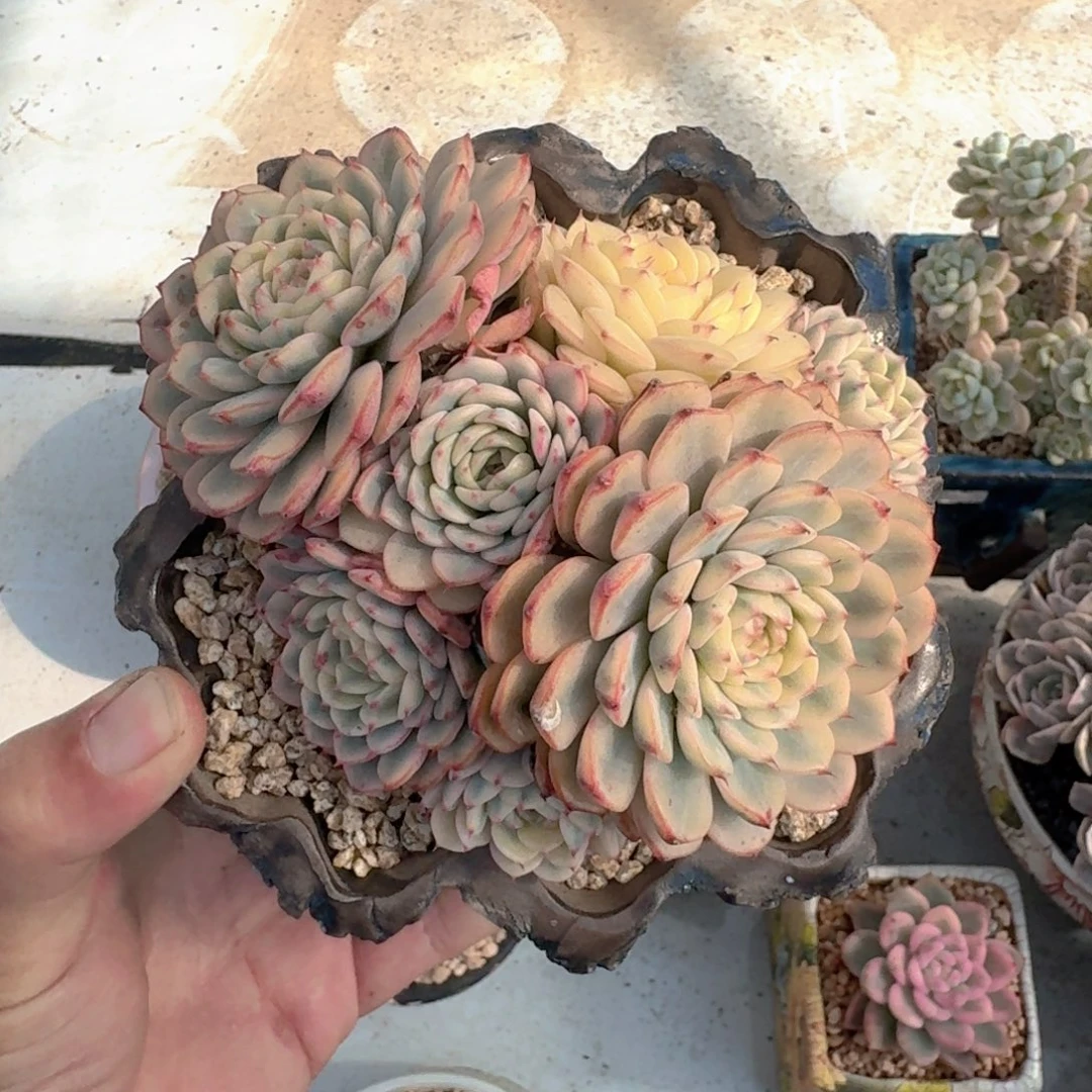 蓝姬莲 锦  一物一拍