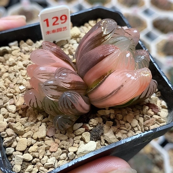 129双头玉露锦一物一拍