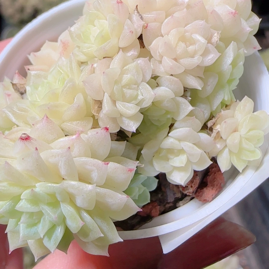 花语逸镜1028-339散