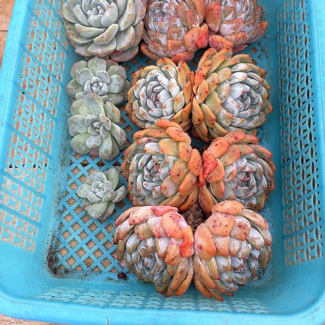 多肉植物多肉植物
