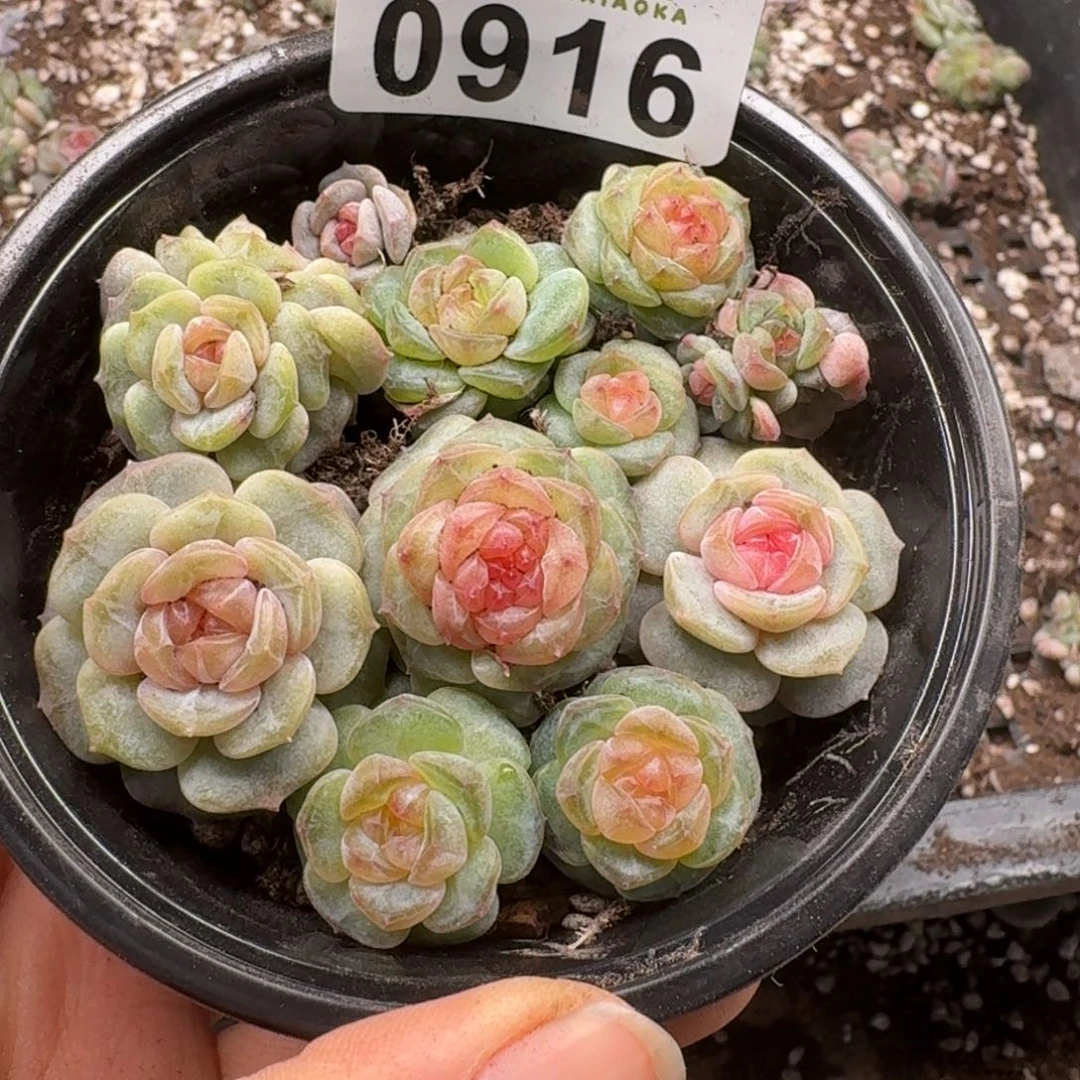 多肉植物多肉植物