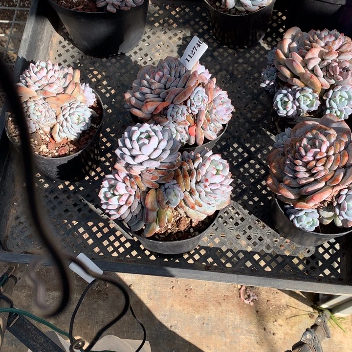 芷***汀112740两个嗯嗯嗯嗯嗯嗯嗯嗯好星星橙