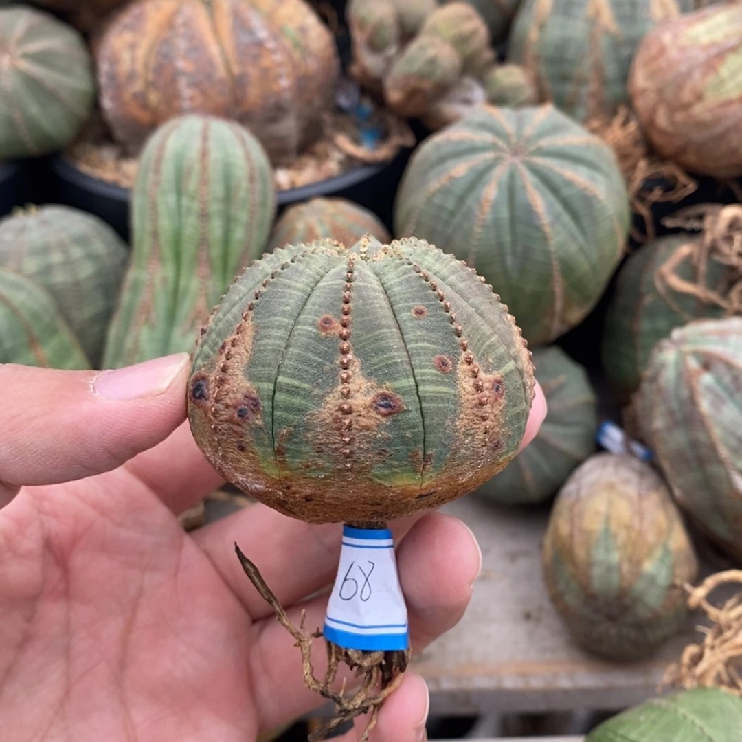 6 欧系实生布纹球多肉植物