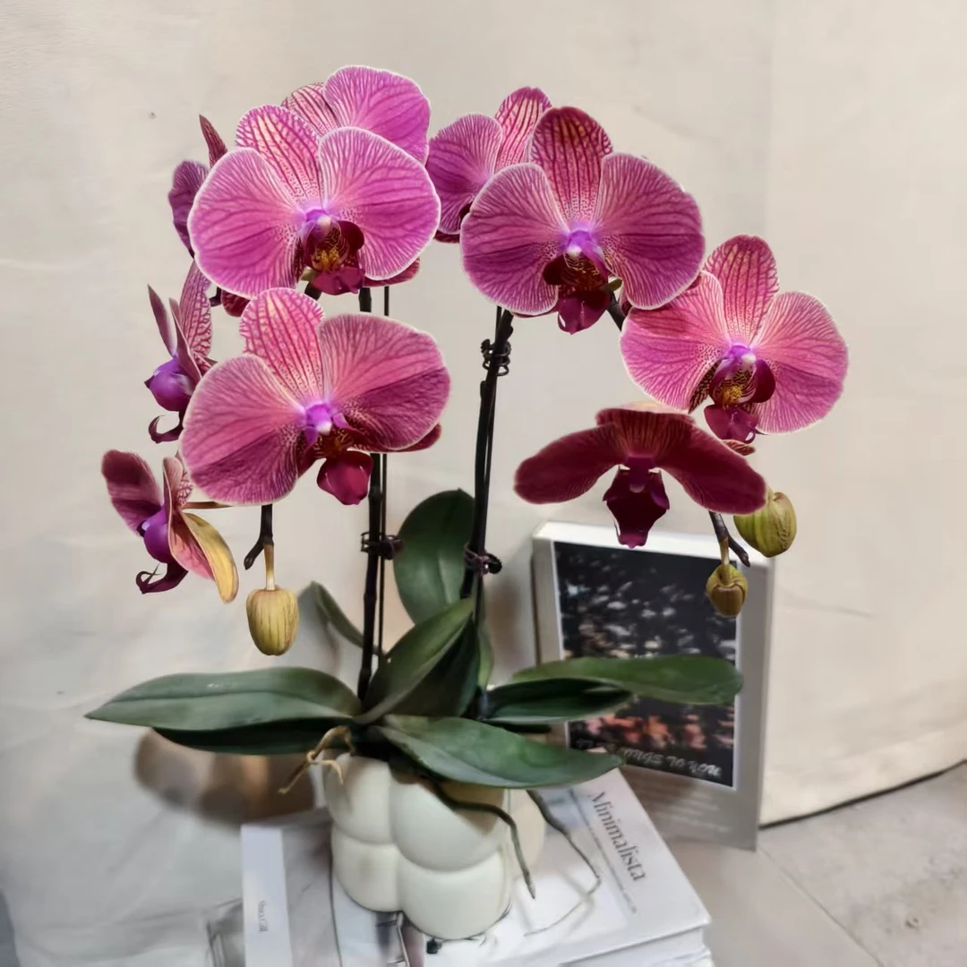 蝴蝶兰【聚宝橘子】蝴蝶兰室内种植观赏可带花发货适合送礼