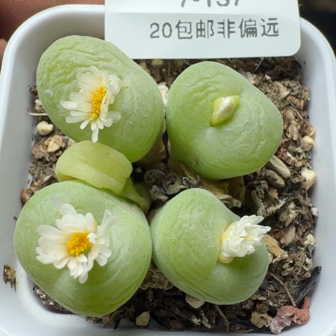 空卡4头带盆土。