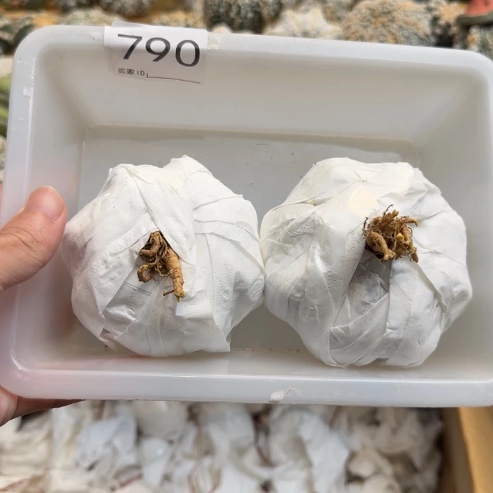 兜星球仙人球790号